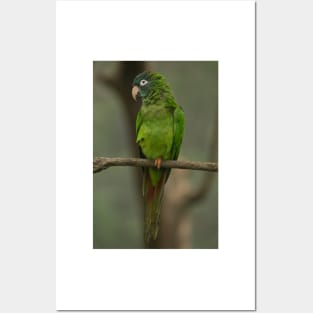 112418 Green Parrot Posters and Art